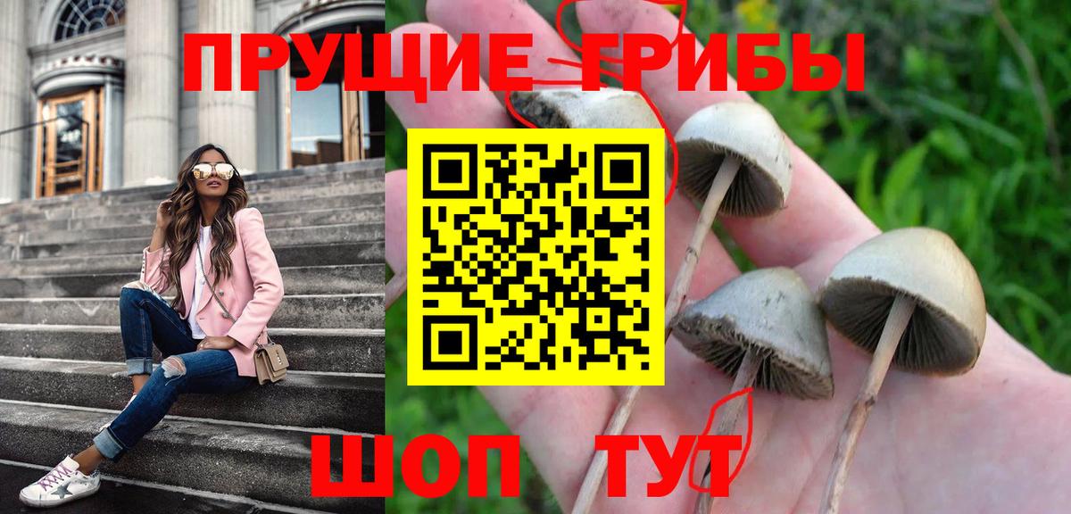 Псилоцибиновые грибы Psilocybine cubensis Казань