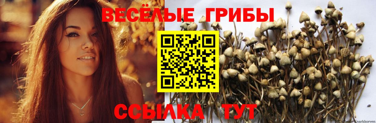 Псилоцибиновые грибы мицелий  Вход с VPN  Казань  Галлюциногенные грибы Psilocybine cubensis 